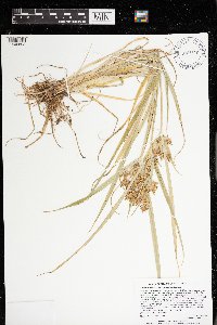 Cyperus esculentus image