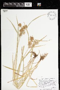 Cyperus esculentus image