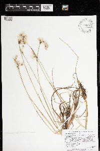 Eriophorum gracile image