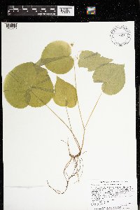 Viola rugulosa image