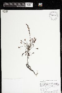 Drosera intermedia image