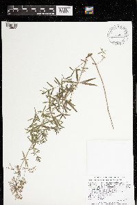 Galium boreale image