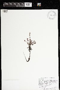 Drosera intermedia image