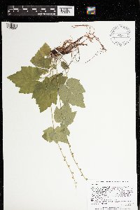 Mitella diphylla image