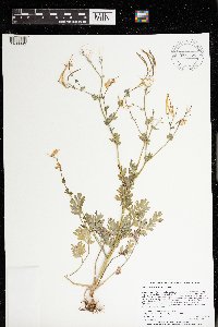 Corydalis sempervirens image