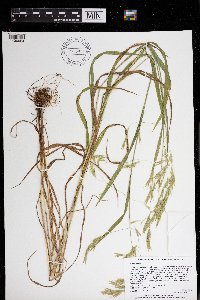 Bromus ciliatus image