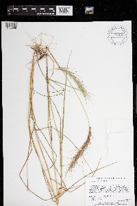 Elymus canadensis var. canadensis image