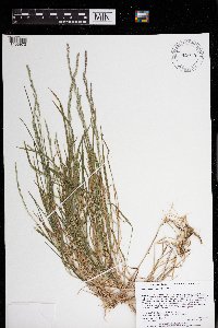 Muhlenbergia mexicana image