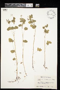 Oxalis stricta image