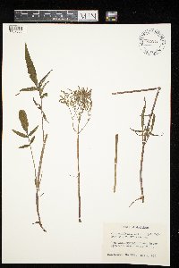 Valeriana sitchensis var. uliginosa image