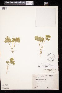 Adoxa moschatellina image