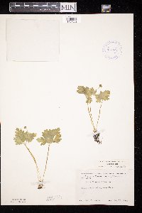 Adoxa moschatellina image