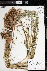 Carex atherodes image