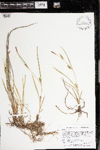 Carex meadii image