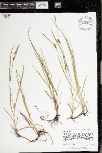 Carex meadii image