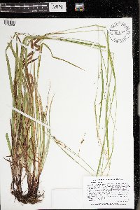 Carex gracillima image