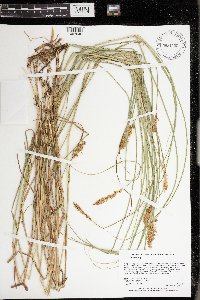 Carex sartwellii image