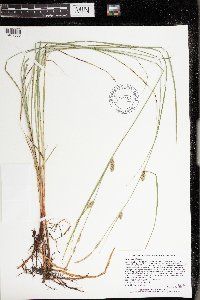 Carex pellita image