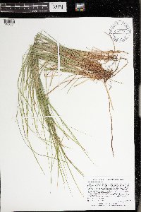 Carex pensylvanica image