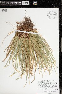 Carex pedunculata image