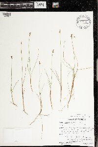 Carex gynocrates image