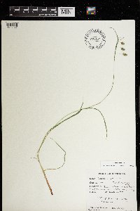 Carex magellanica image