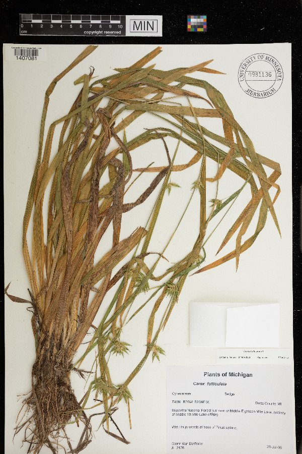 Carex folliculata image