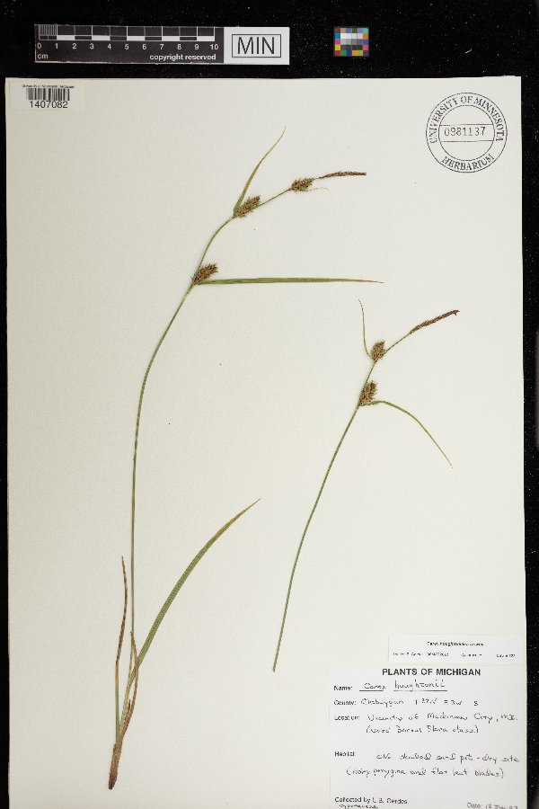 Carex houghtoniana image