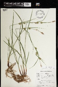 Carex houghtoniana image