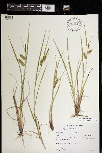 Carex hystericina image