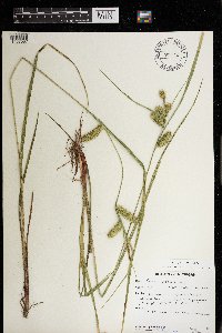 Carex hystericina image