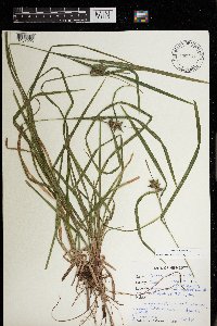 Carex intumescens image