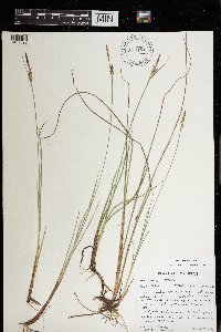 Carex livida image