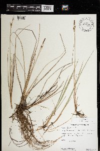 Carex livida image