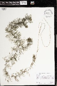 Utricularia vulgaris image