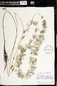 Myriophyllum sibiricum image