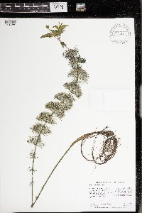 Bidens beckii image