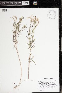 Epilobium leptophyllum image