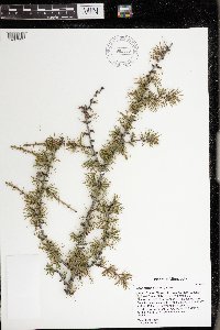 Larix laricina image