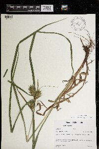 Carex lupulina image