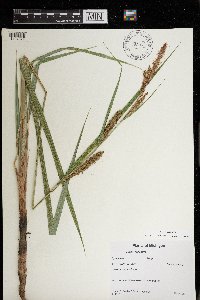 Carex lacustris image