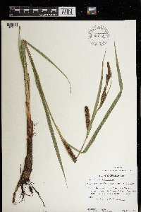 Carex lacustris image