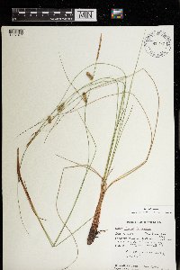 Carex lasiocarpa image