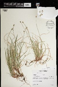 Carex peckii image