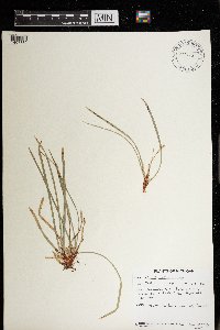 Carex pedunculata image