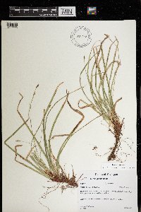 Carex pedunculata image