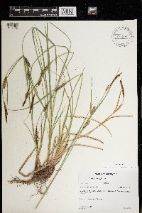 Carex pellita image