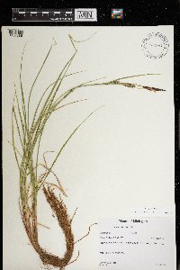 Carex pellita image