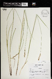 Carex prairea image