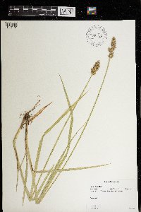 Carex stipata image